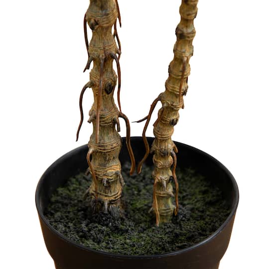 2ft. Potted Dracaena Marginata Plant